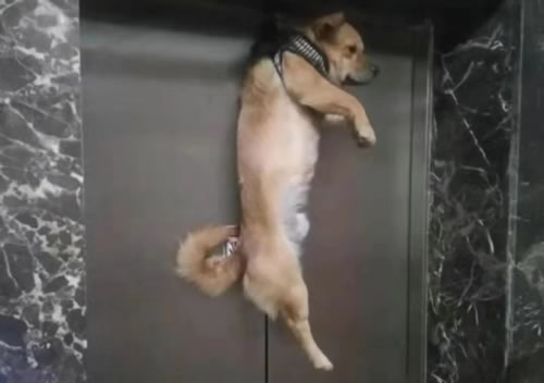 狗被电梯门夹住